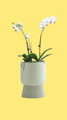 Minimalist Style Self-watering Ceramic Planters - Perfect for Indoor & Outdoor - Minimalist Style Self-watering Ceramic Planters - INSPECIAL HOME